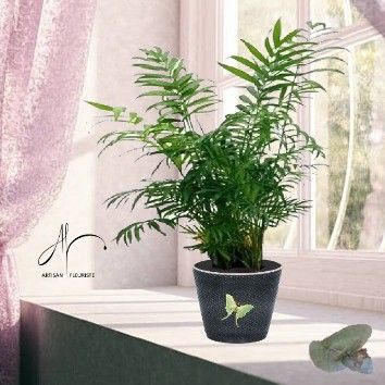 Palmier areca