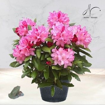 Rhododendron