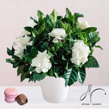 Gardenia en pot