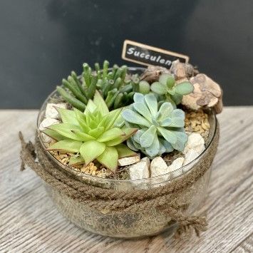 Composition de succulentes