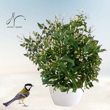 Stéphanotis, Jasmin