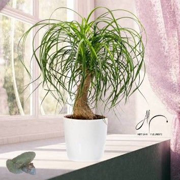 Beaucarnea