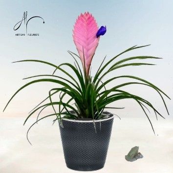 Tillandsia