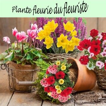 Plante fleurie