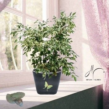 Ficus