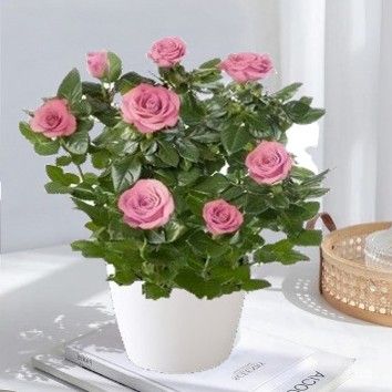 Petit rosier