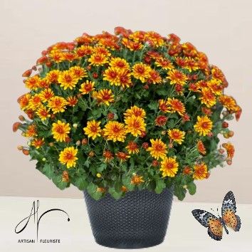 Chrysanthème orangé