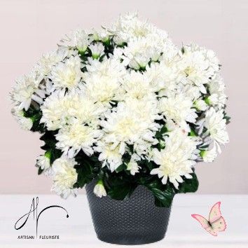 Chrysanthème blanc