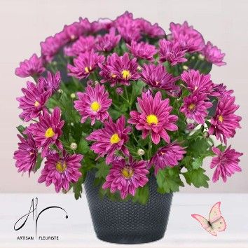 Chrysanthème rose