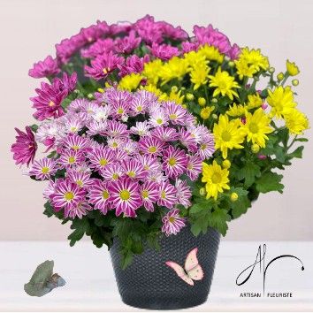 Chrysanthèmes variés