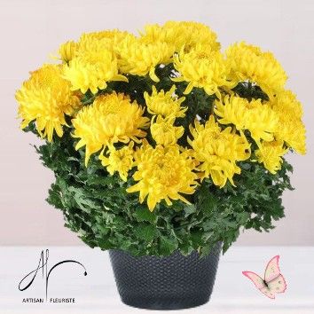Chrysanthème jaune