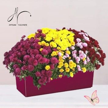 Chrysanthèmes variés
