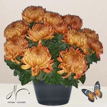 Chrysanthème marron/or