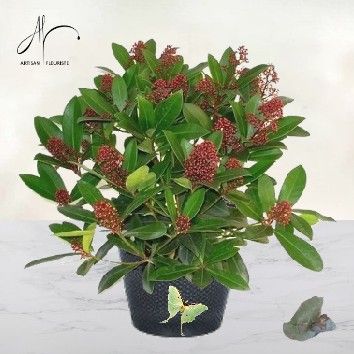 Skimmia