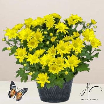 Chrysanthème jaune