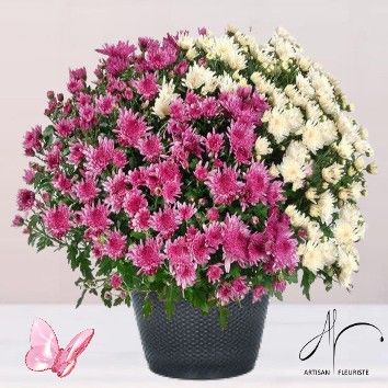 Chrysanthèmes variés