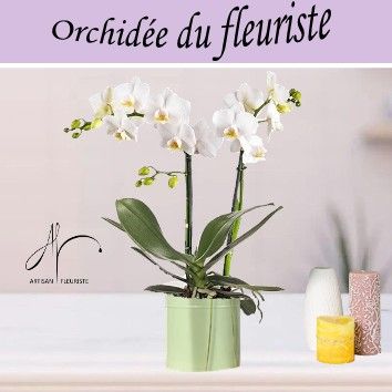 Orchidée du fleuriste
