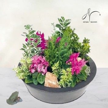 Coupe de cyclamen