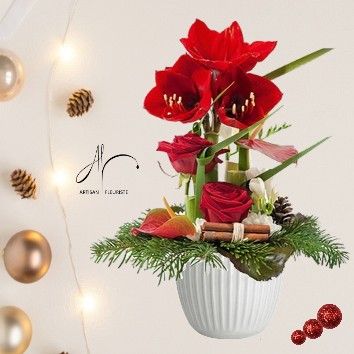 Amaryllis en fête