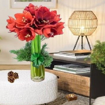 Bouquet botte d&#39;amaryllis