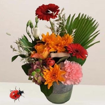 Coccinelle