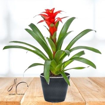 Guzmania