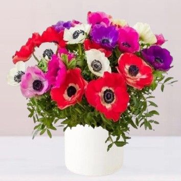 Bloomy