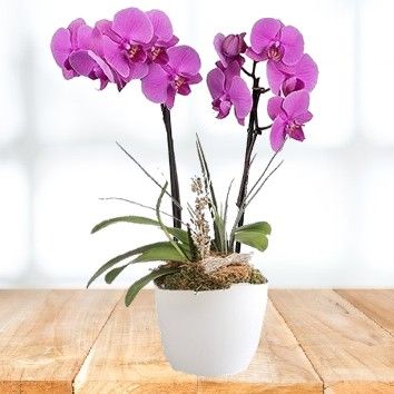 Orchidée Phalaenopsis