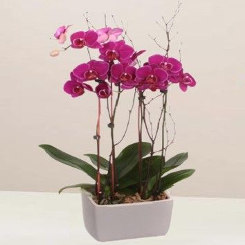 Orchidée rose fuchsia