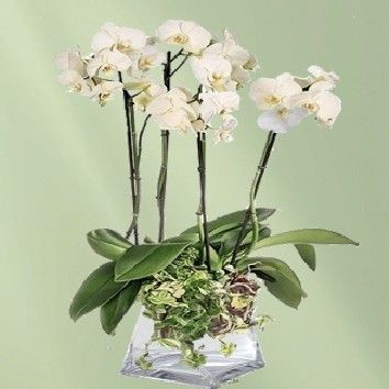 Coupe d&#39;orchidées