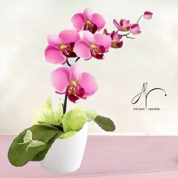 Orchidée rose