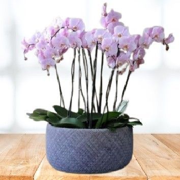 Coupe d&#39;orchidées