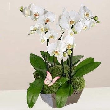 Coupe d&#39;orchidée