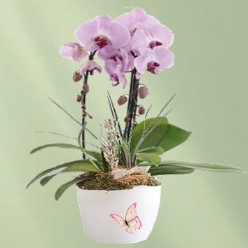 Orchidée