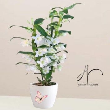 Orchidée Dendrobium