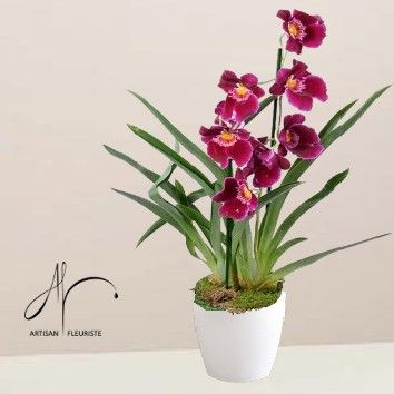 Orchidée Oncidium
