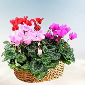 Cyclamens variés