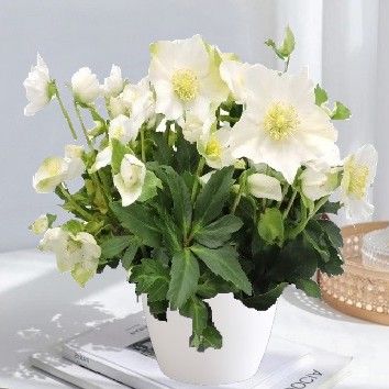 Hellebore