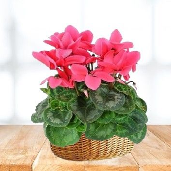 Cyclamen