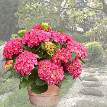 Hortensia rose