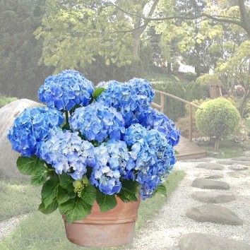 Hortensia bleu