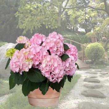 Hortensia