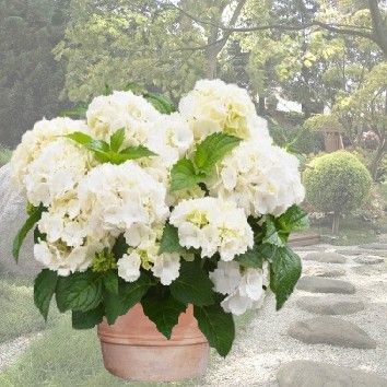 Hortensia Blanc