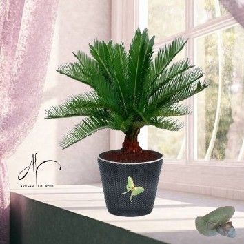Cycas