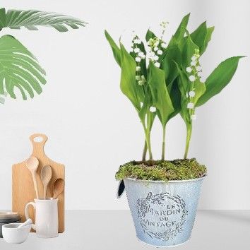 Muguet en pot