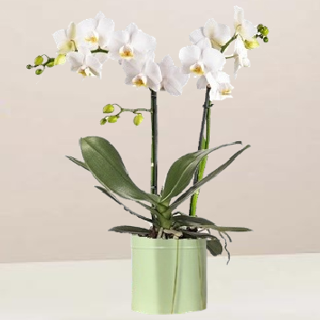 Orchidée blanche