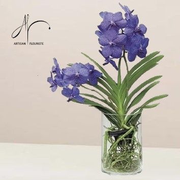 Orchidée vanda