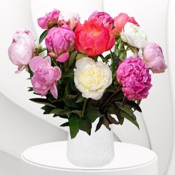 Pivoine colorée