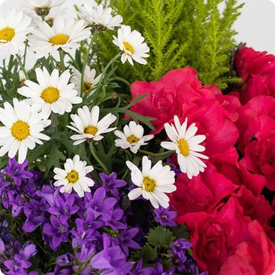 Paniers de plantes