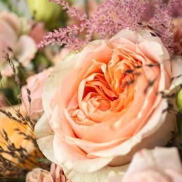 Roses